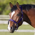 Bitz ADJ Headcollar (Clearance Item)